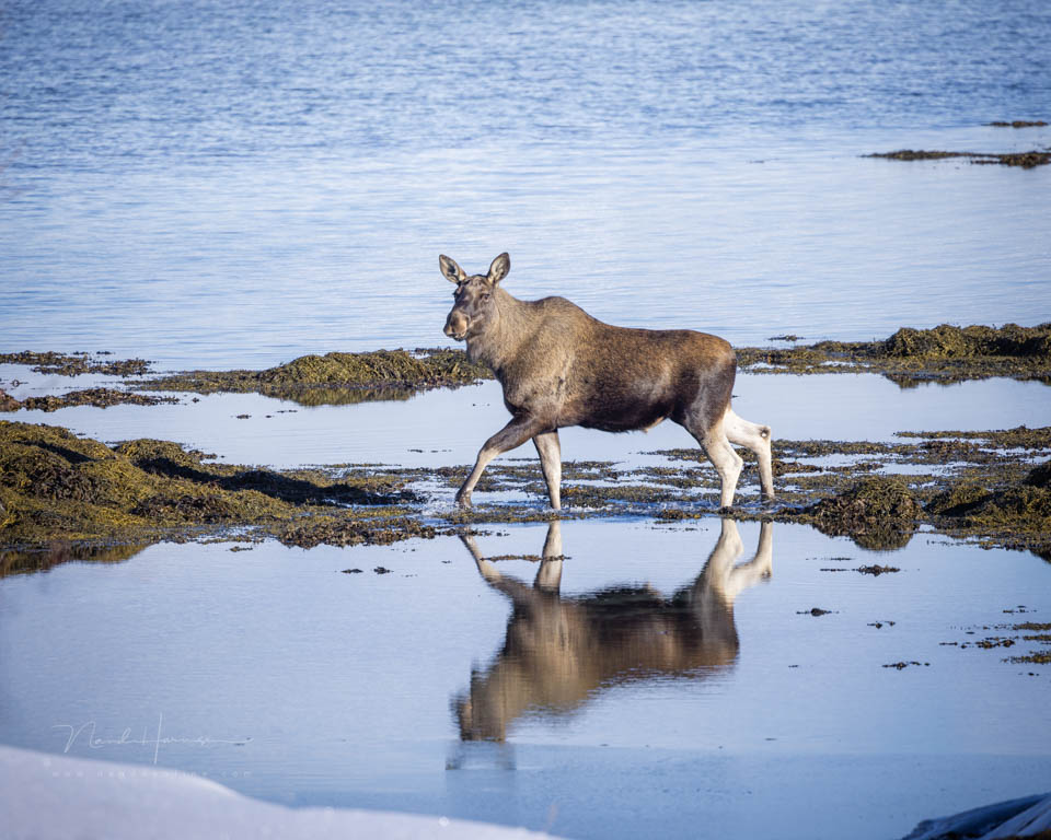 Nando Lofoten colour profile Display P3 Nando Lofoten colour profile Display P3