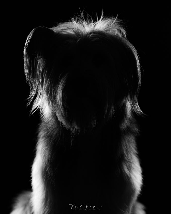 Nando low-key dog silhouette Nando low-key dog silhouette