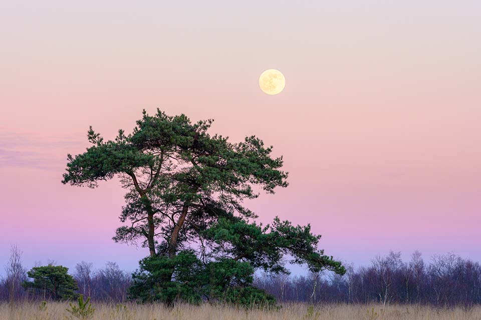 Nando moon twilight