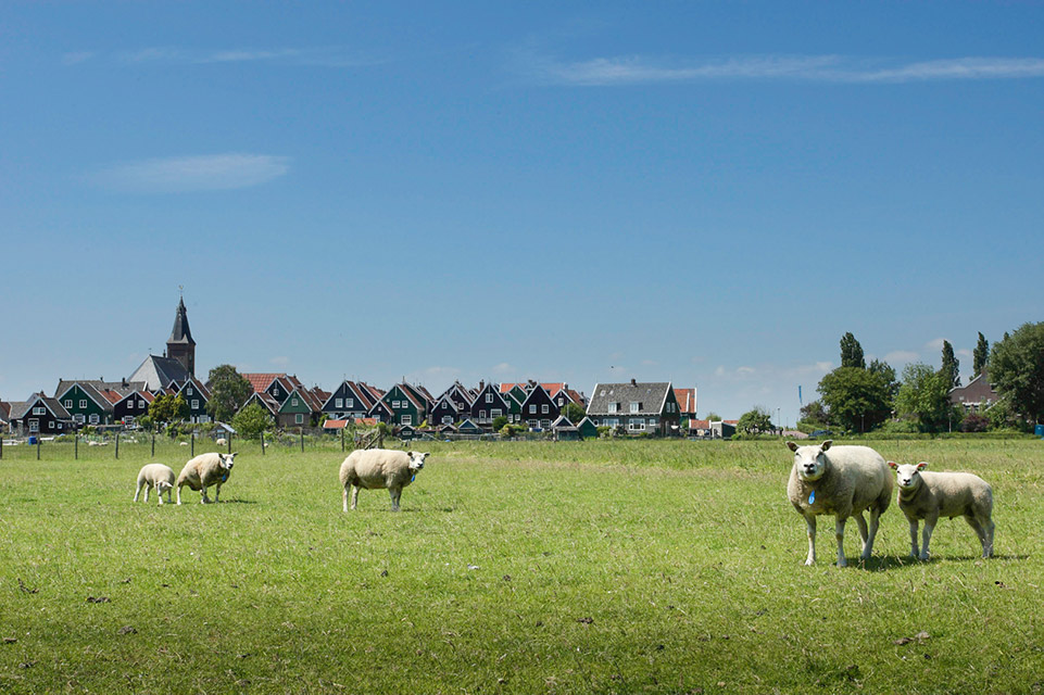 Nando Marken with sheep Nando Marken with sheep