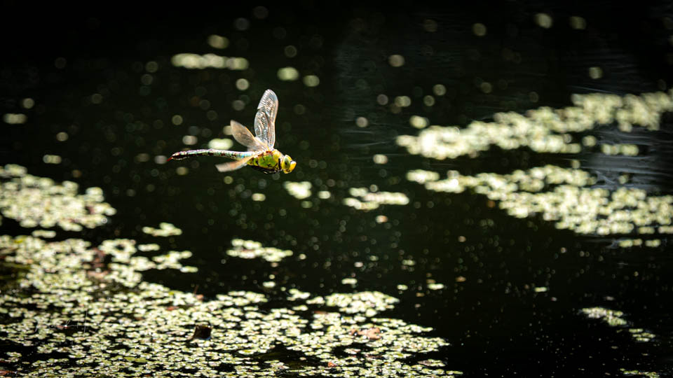 Nando subject recognition insects Nando subject recognition insects