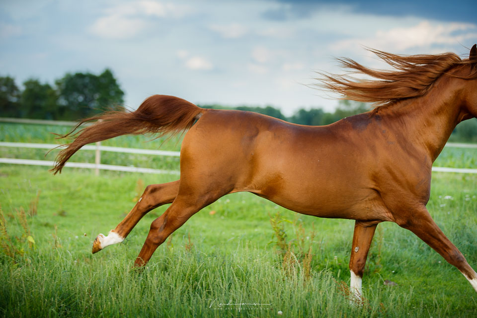 Nando missed horse shot Nando missed horse shot