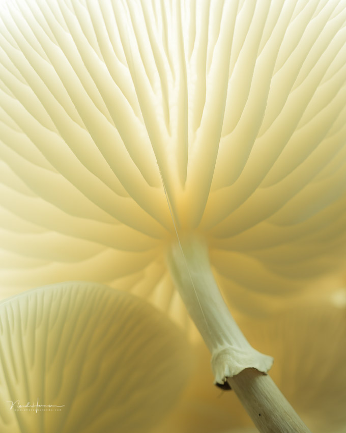 Nando mushroom detail Nando mushroom detail