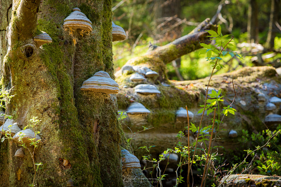 Nando simple mushroom Nando simple mushroom