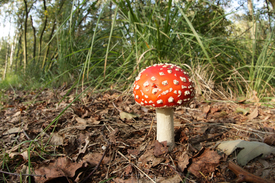 Nando mushroom large depth of field Nando mushroom large depth of field