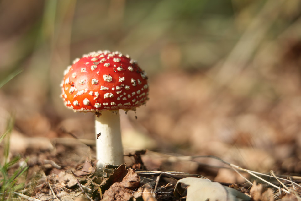 Nando mushroom shallow depth of field Nando mushroom shallow depth of field