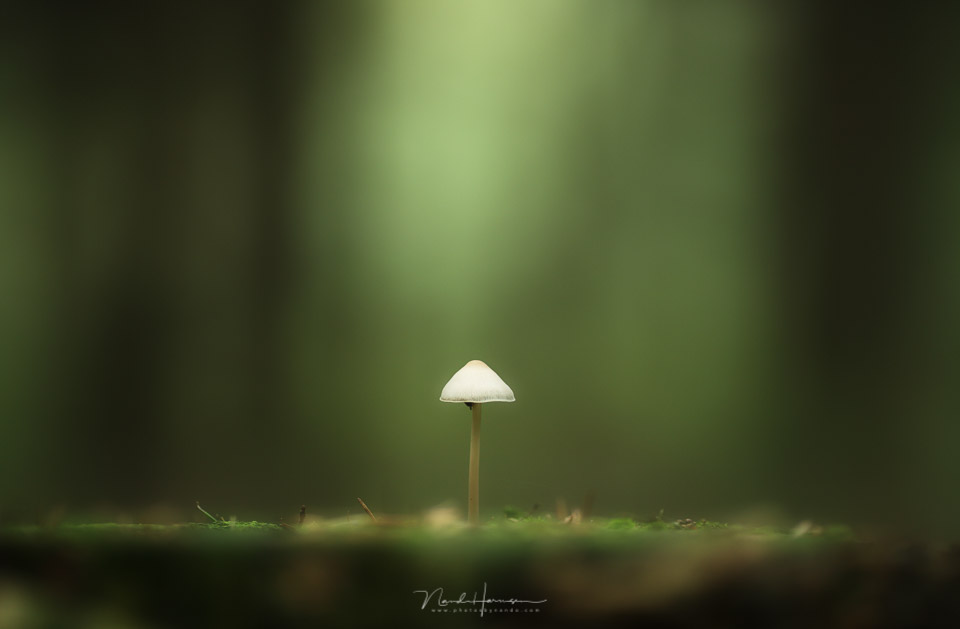 Nando mushroom depth of field Nando mushroom depth of field