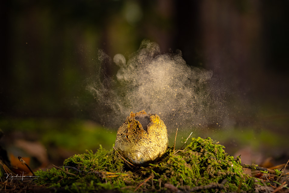 Nando mushroom spores Nando mushroom spores