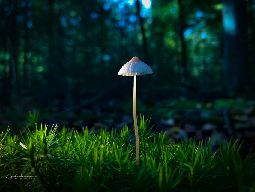 Nando mushroom torch Nando mushroom torch