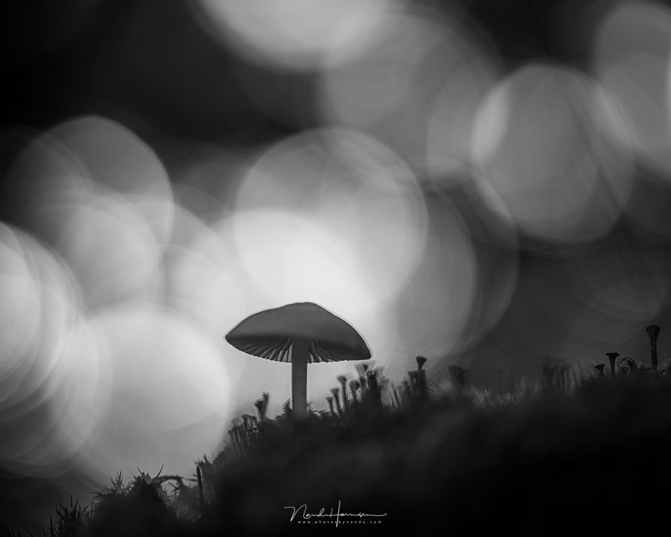 Nando mushroom black and white Nando mushroom black and white