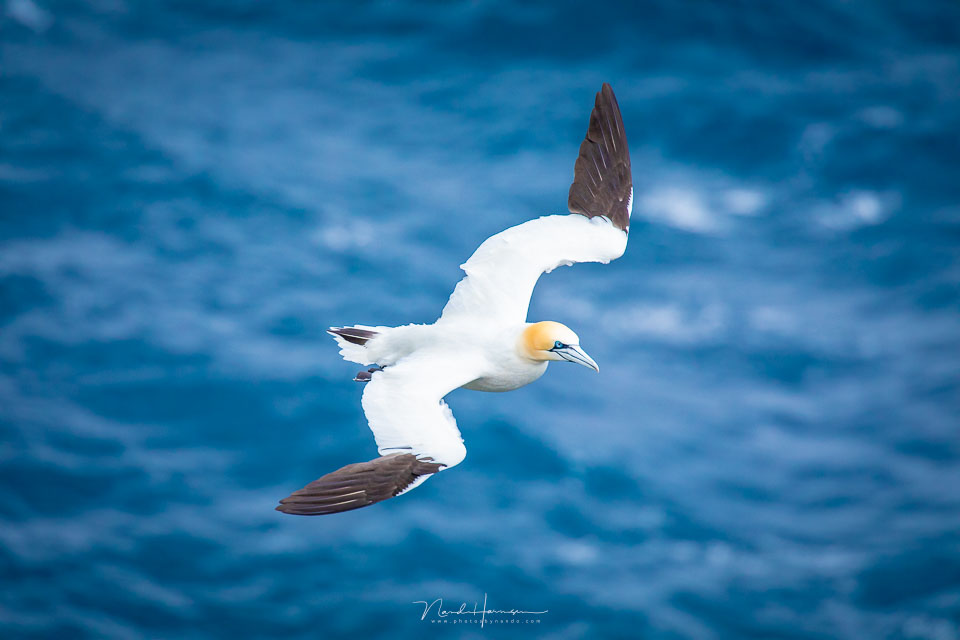 Nando panning gannet
