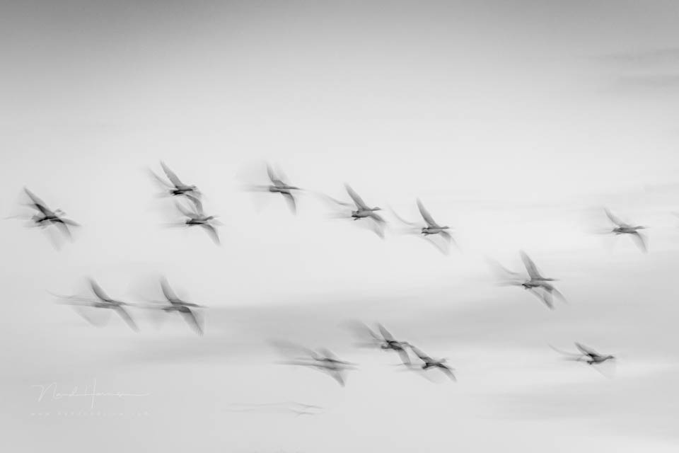 Nando panning long shutter speeds