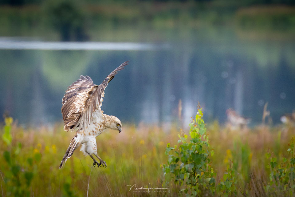 Nando panning snake eagle Nando panning snake eagle