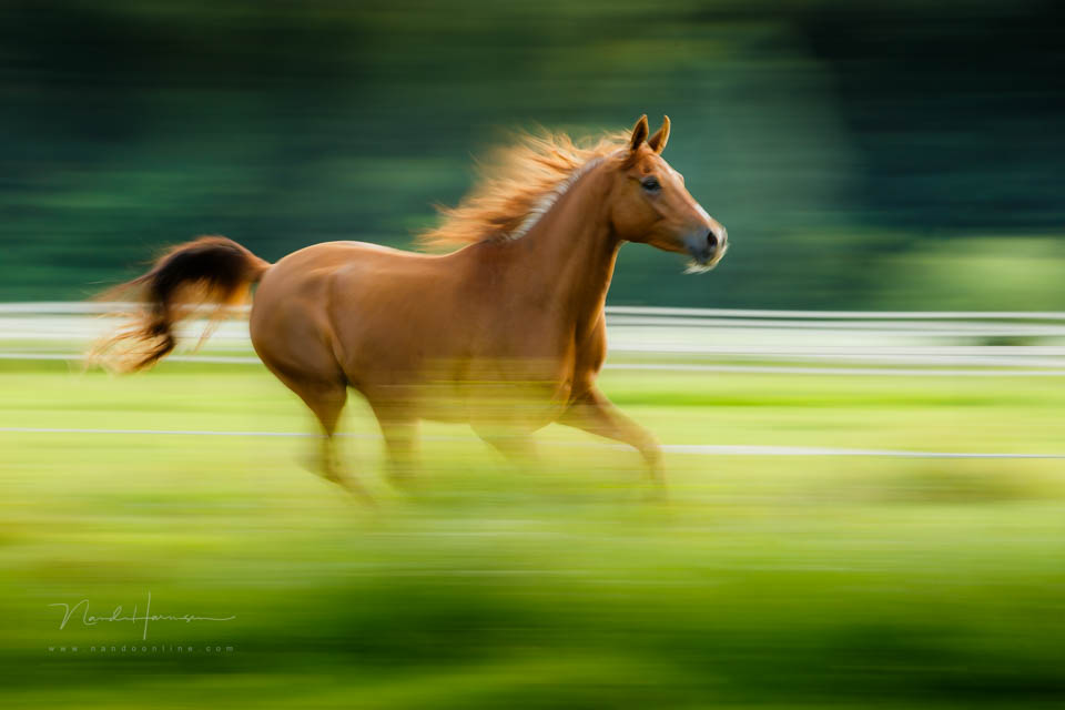 Nando panning example 2 Nando panning example 2