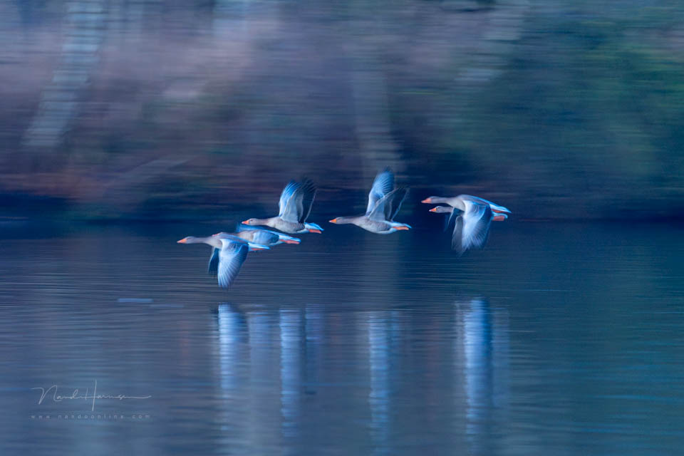 Nando panning example 4 Nando panning example 4