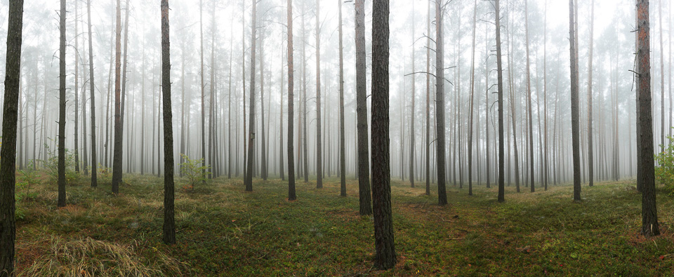 Nando panorama forest