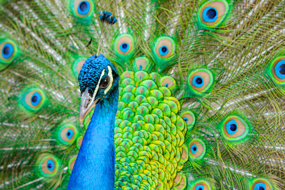 Nando peacock with EOS 20D Nando peacock with EOS 20D