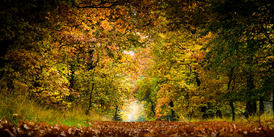Nando forest path viewpoint Nando forest path viewpoint