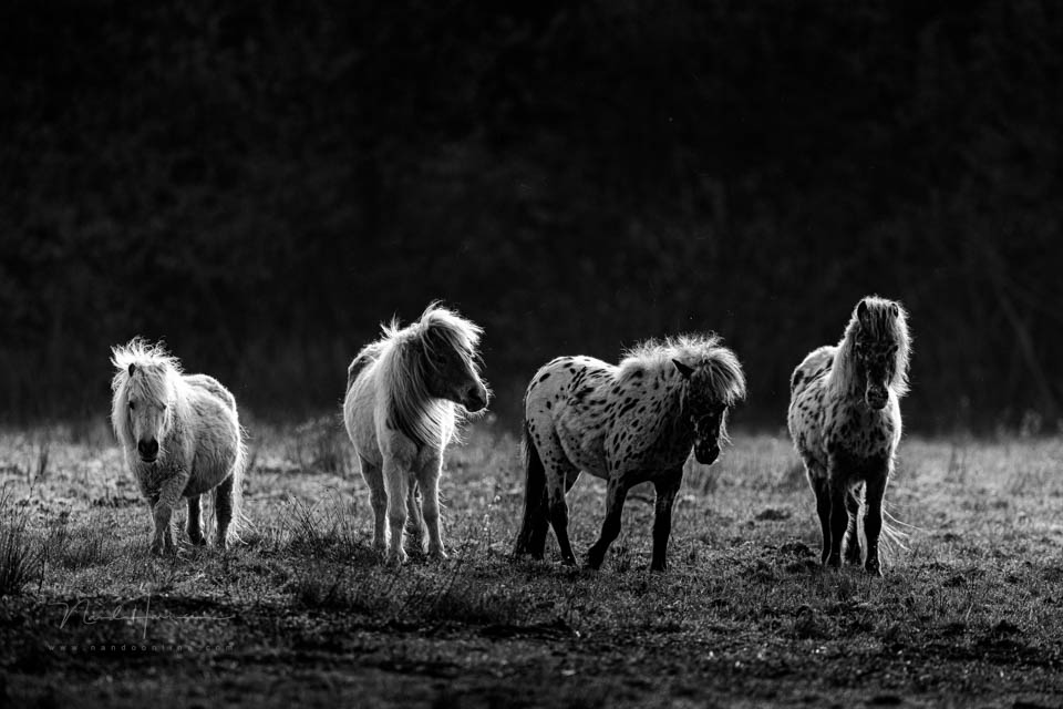 Nando ponies in morning light 2 Nando ponies in morning light 2