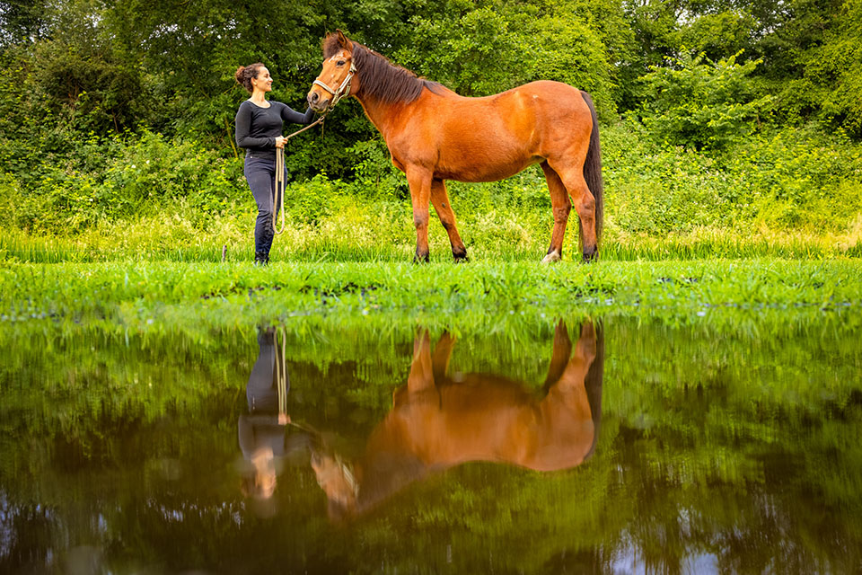 Nando horse reflection Nando horse reflection