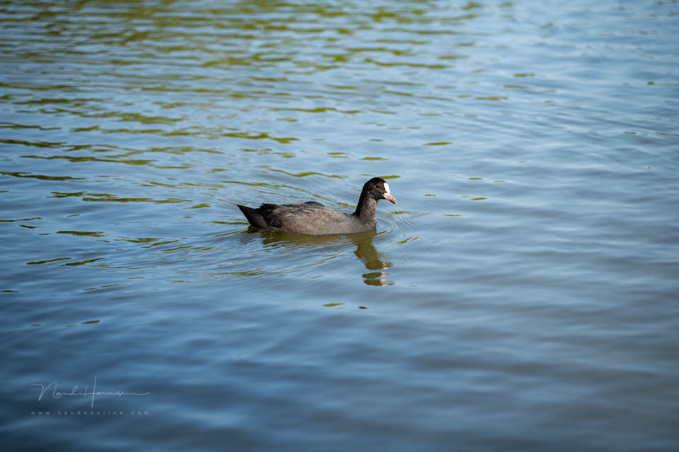 Nando review Z5II example 4