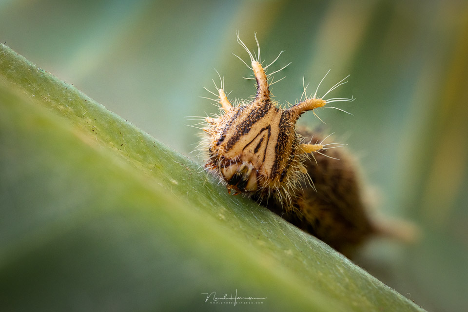 Nando rf100macro caterpillar focus stacking Nando rf100macro caterpillar focus stacking