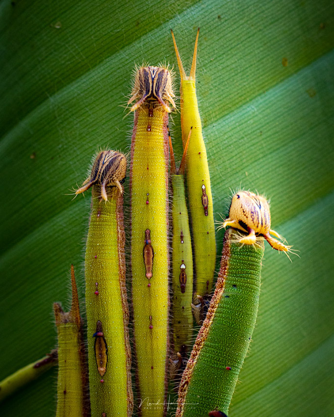 Nando rf100macro caterpillars Nando rf100macro caterpillars