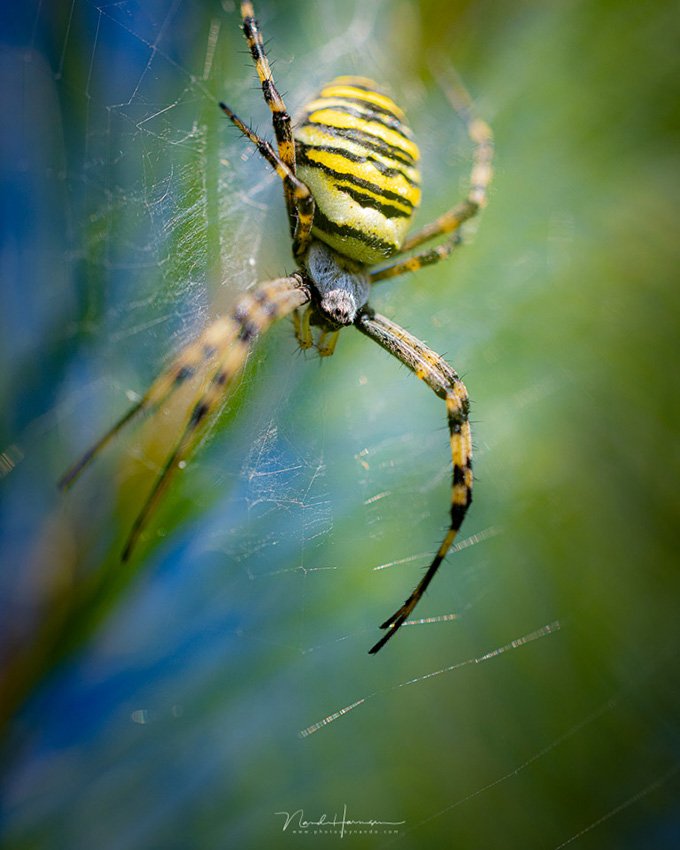 Nando rf100macro tiger spider Nando rf100macro tiger spider