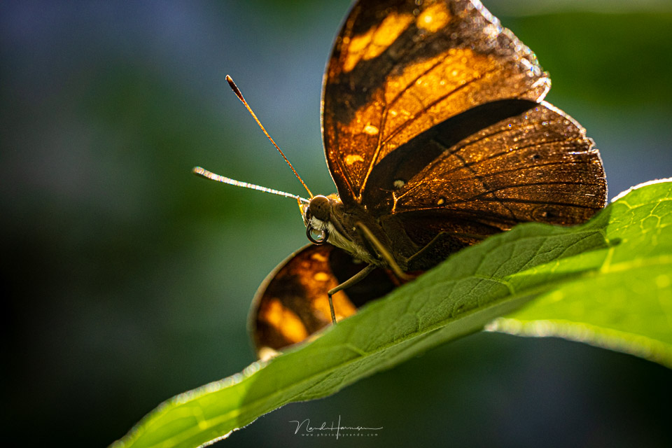 Nando rf100macro butterfly 01 Nando rf100macro butterfly 01