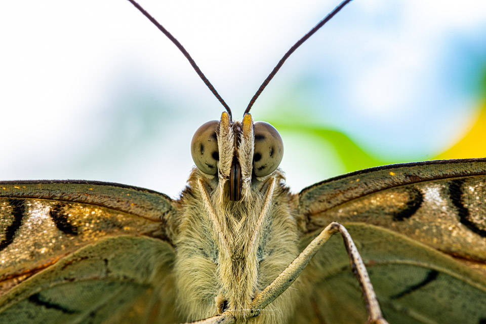Nando rf100macro butterfly 03 Nando rf100macro butterfly 03