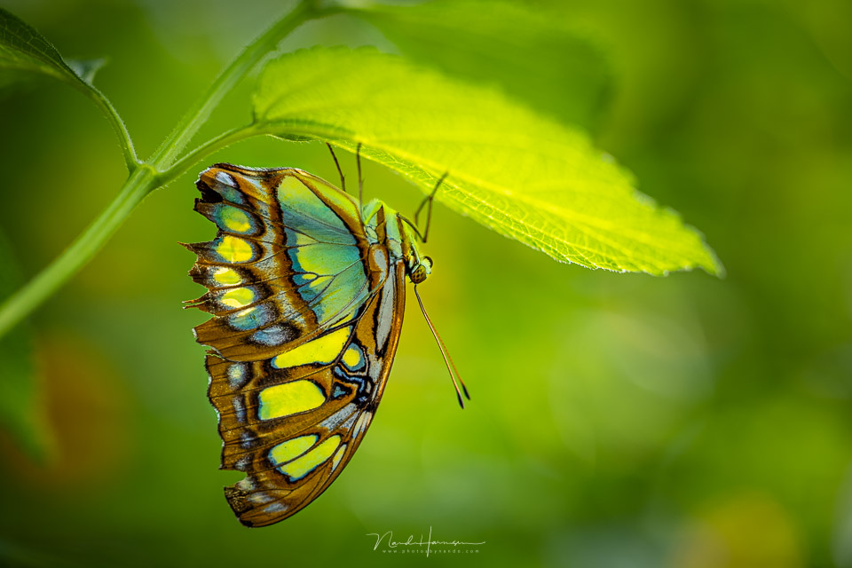 Nando rf100macro butterfly 04 Nando rf100macro butterfly 04