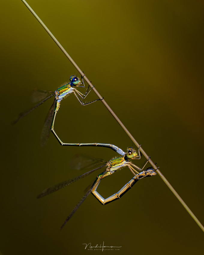 Nando rf100macro damselfly Nando rf100macro damselfly
