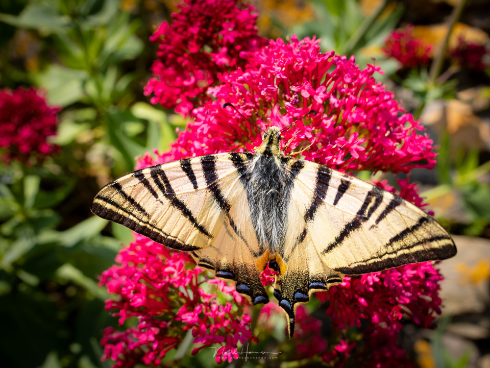 Nando RF35 macro swallowtail Nando RF35 macro swallowtail