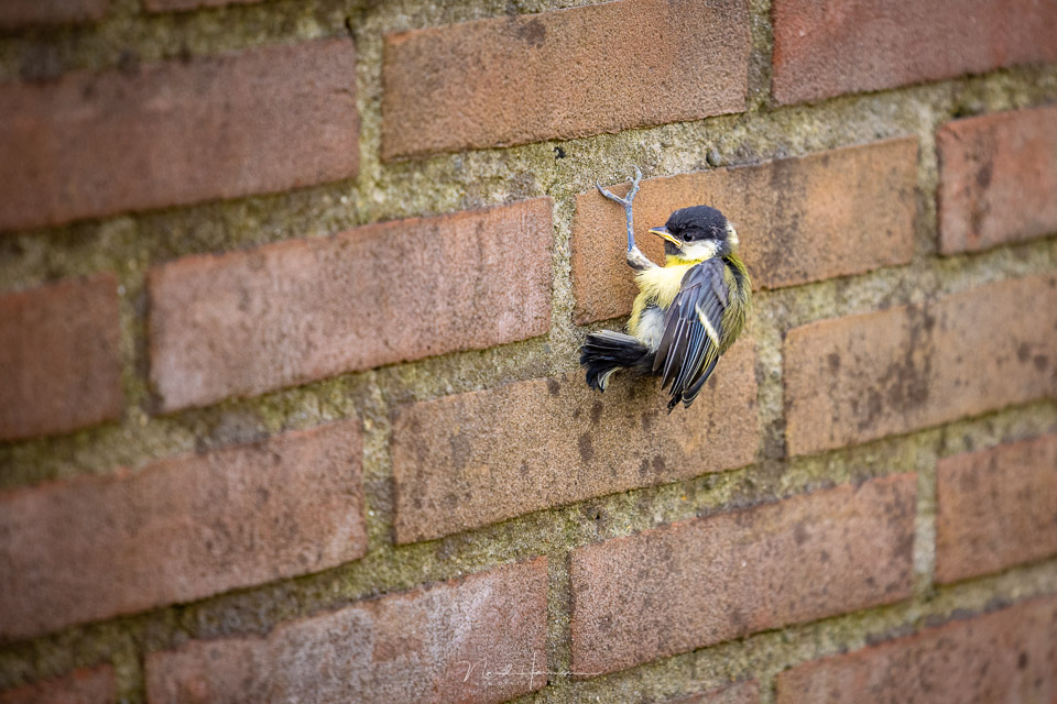 Nando rf70 200Lf4 fledged great tit Nando rf70 200Lf4 fledged great tit