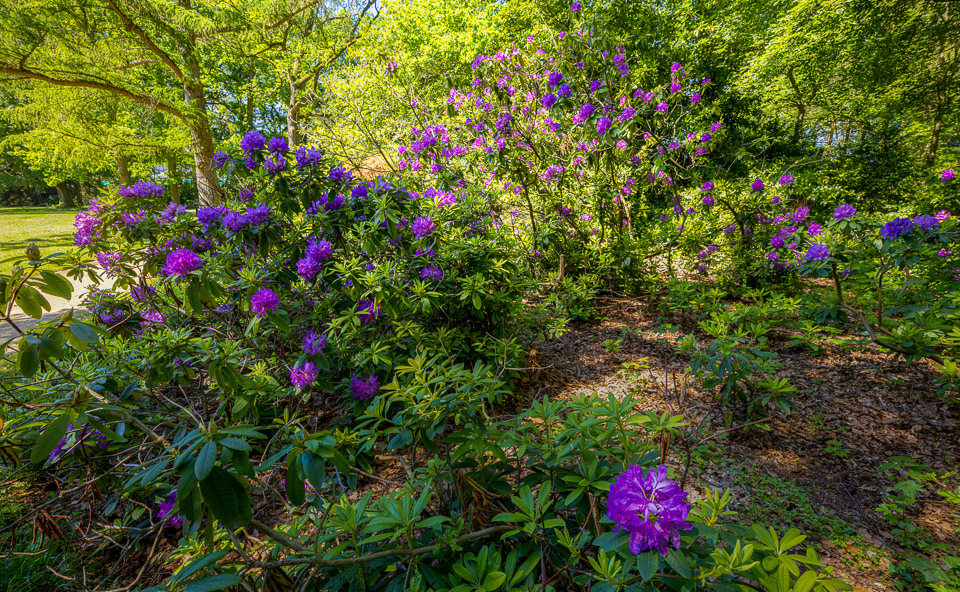 Nando rhododendron subject