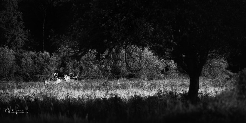 Nando shadow and red deer Nando shadow and red deer