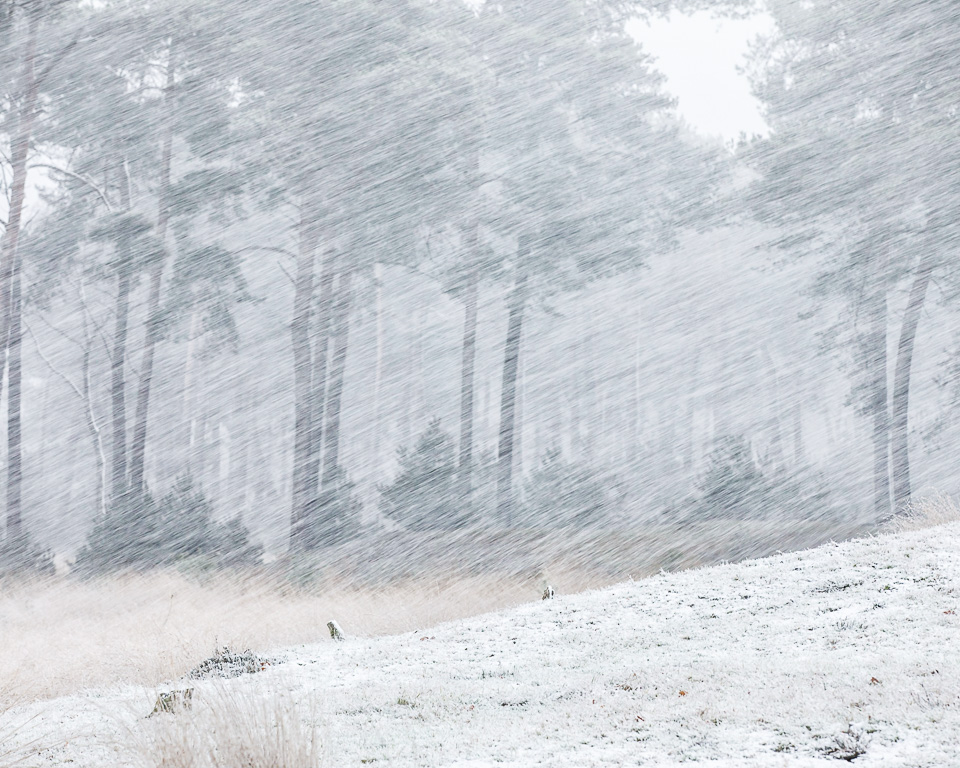 Snowy landscape