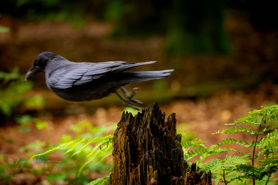 Nando fast crow Nando fast crow