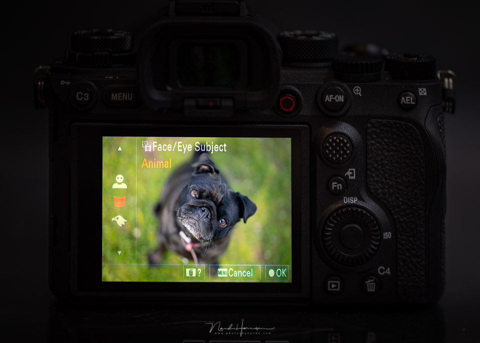 Nando Sony A1 AF on screen Nando Sony A1 AF on screen