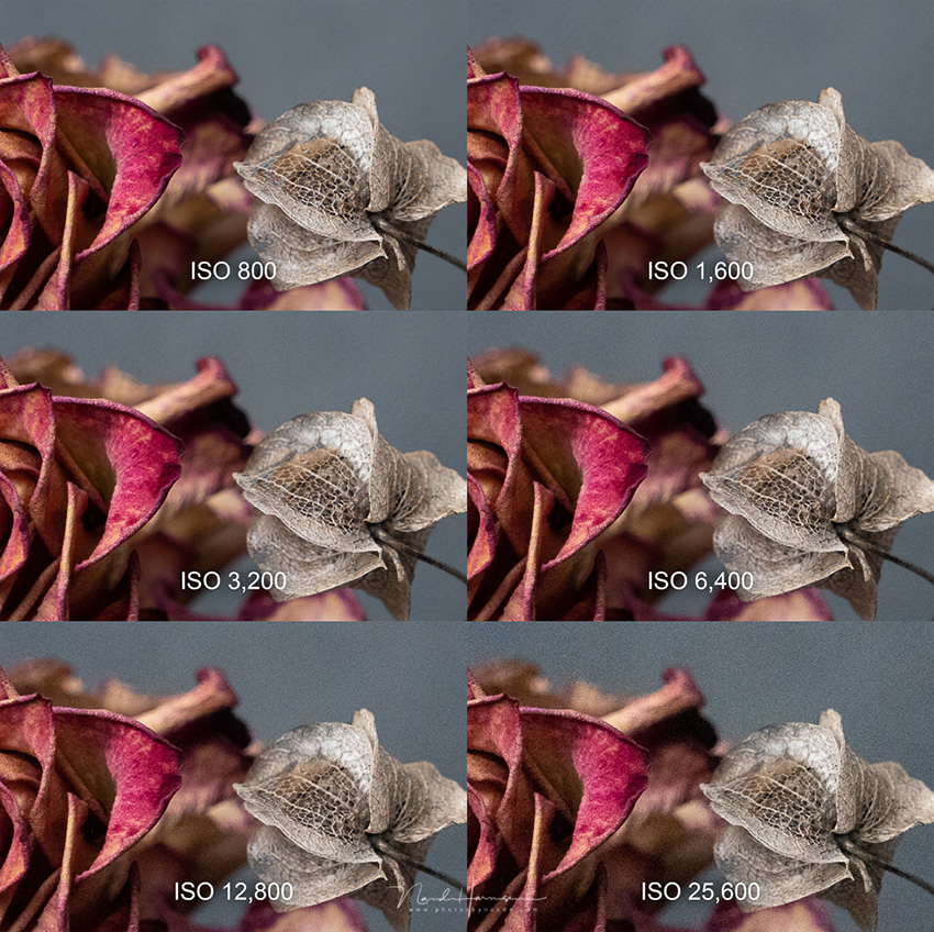 Nando Sony A7 IV ISO performance (1)