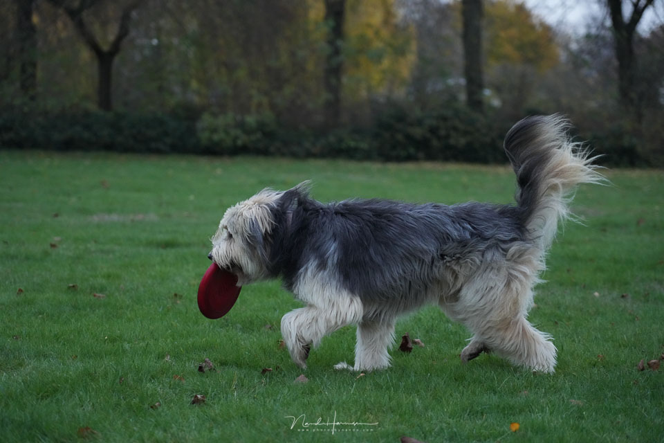 Nando sony a7rv Bruc frisbee Nando sony a7rv Bruc frisbee