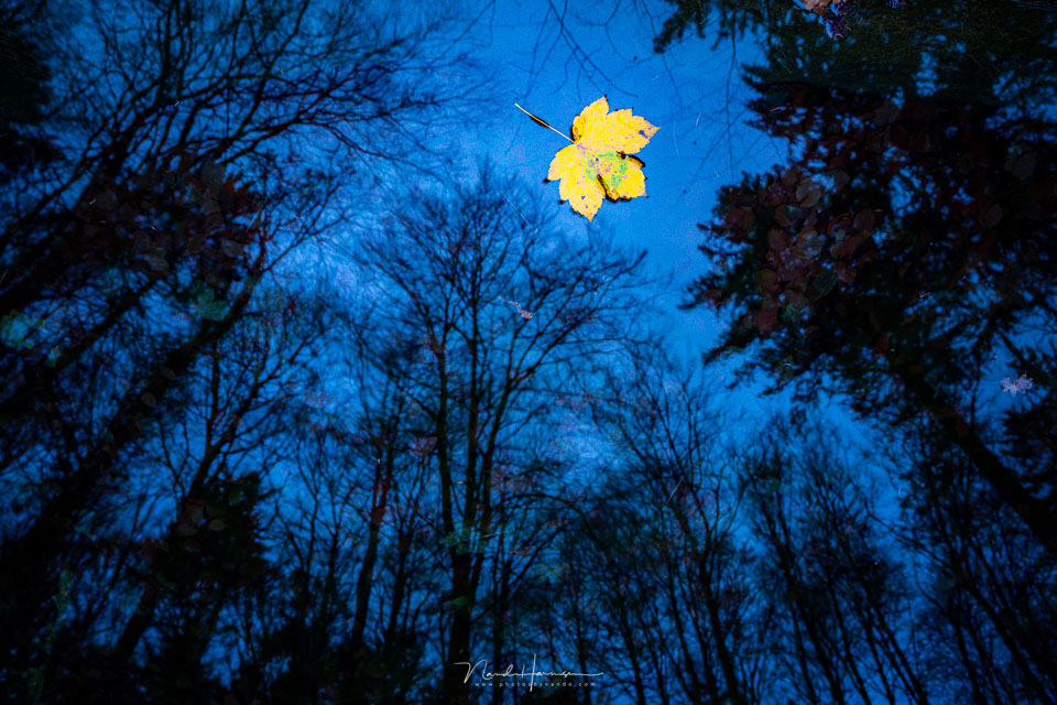 Nando sony a7rv autumn leaf Nando sony a7rv autumn leaf