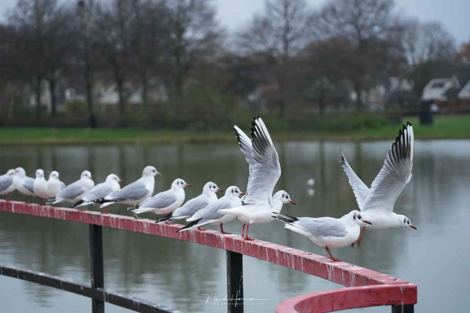 Nando sony a7rv seagull Nando sony a7rv seagull