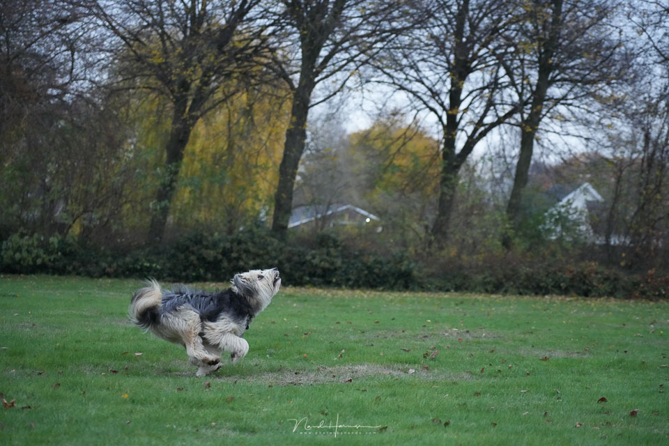 Nando sony a7rv crooked trees Nando sony a7rv crooked trees