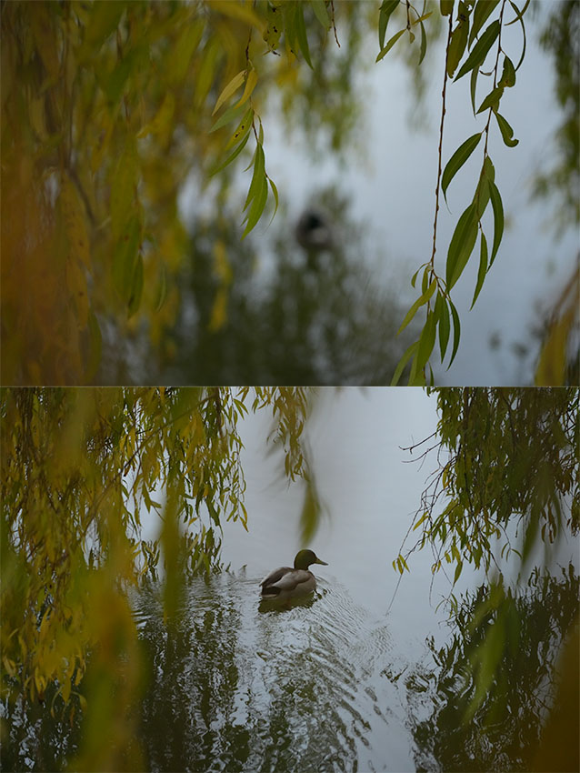 Nando sony a7rv bird AF Nando sony a7rv bird AF