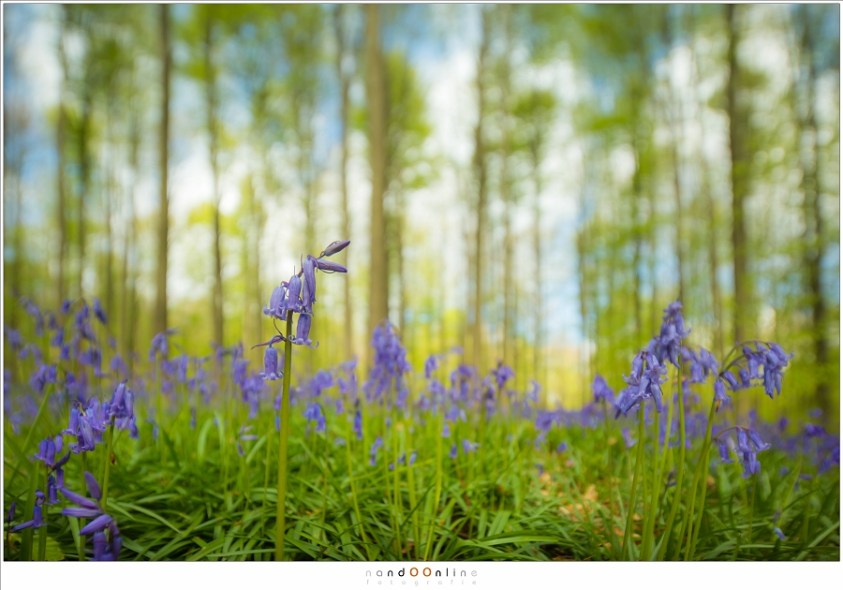 Nando tilt-shift nature Nando tilt-shift nature