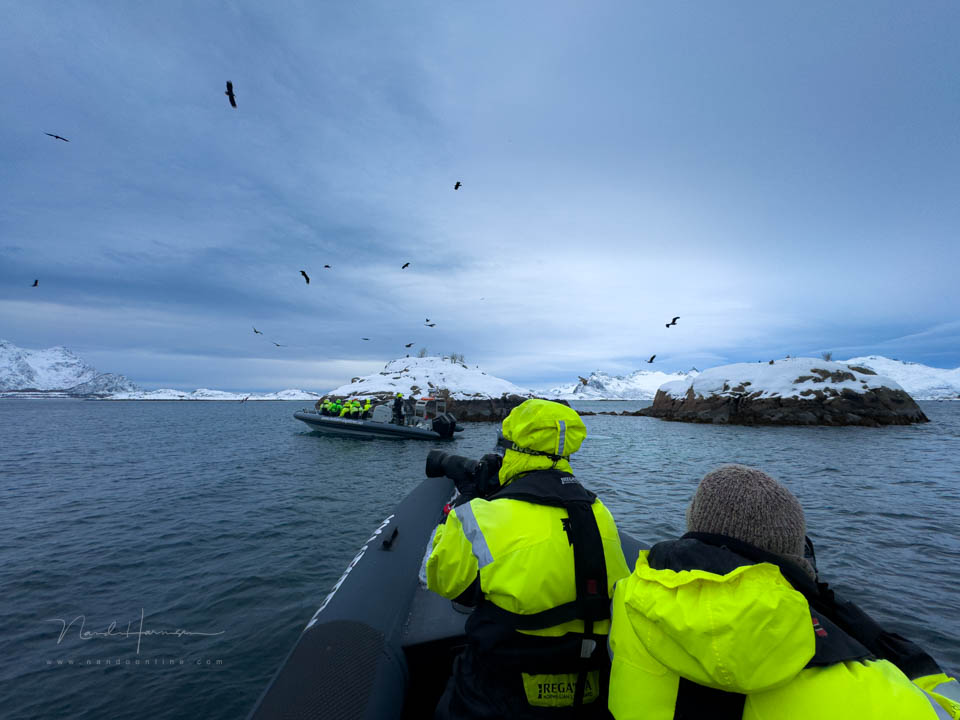 Nando trollfjord sea eagles