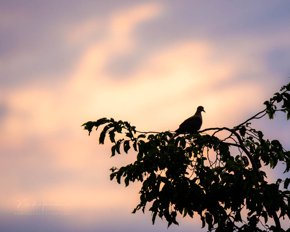 Nando Eurasian collared dove