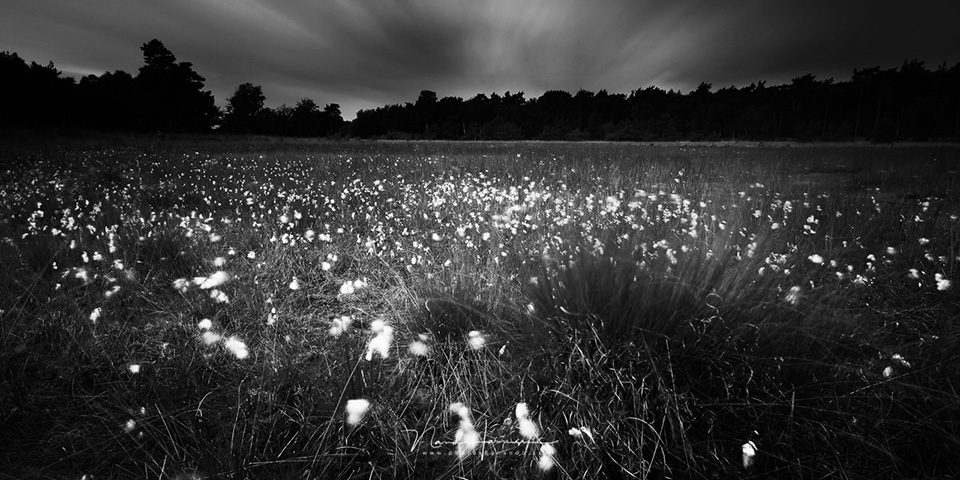 Nando cotton grass