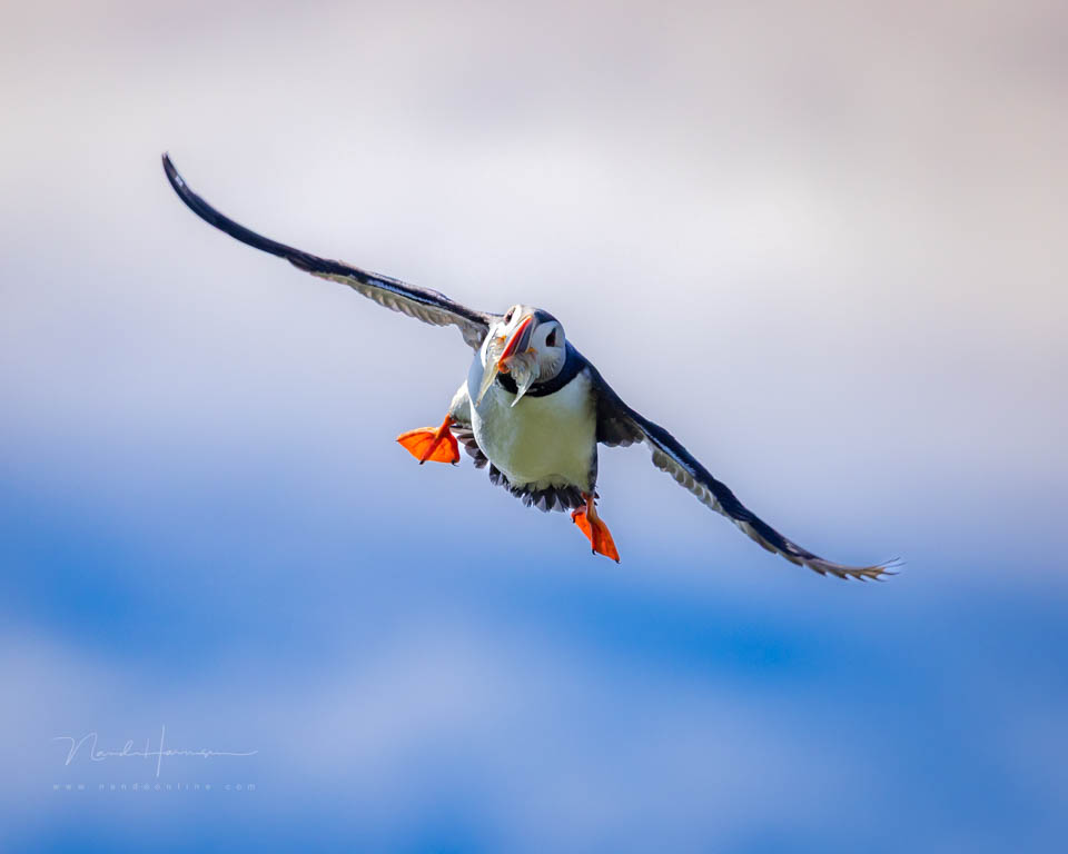 Nando flying birds 2